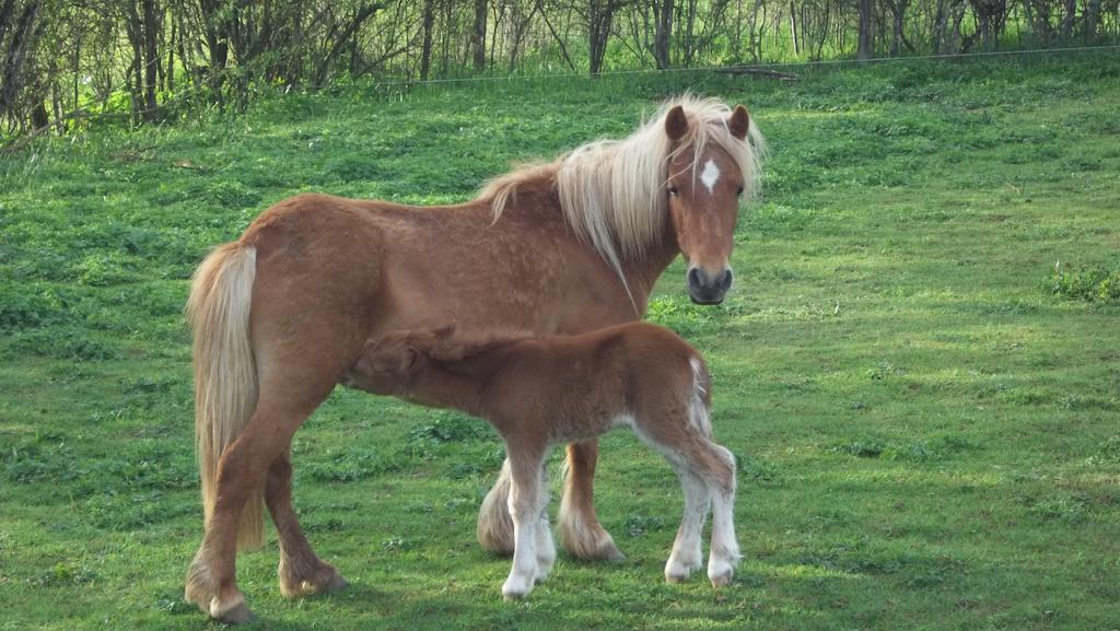 Gite Du Colombier Le Fied Exterior foto